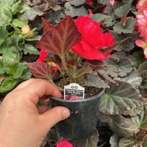 Nonstop Mocca Pink Shades Begonia Live Plant – 4.5 inch Pot – Indoor/Outdoor - Image 8