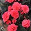 Nonstop Mocca Pink Shades Begonia Live Plant – 4.5 inch Pot – Indoor/Outdoor - Image 1