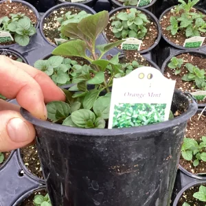 Orange Mint Live Plant - 4.5 inch Pot - Aromatic Culinary Herb - Image 2