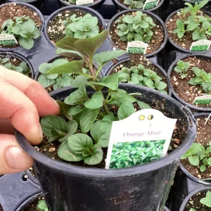Orange Mint Live Plant - 4.5 inch Pot - Aromatic Culinary Herb - Image 3