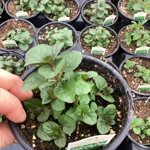 Orange Mint Live Plant - 4.5 inch Pot - Aromatic Culinary Herb - Image 4