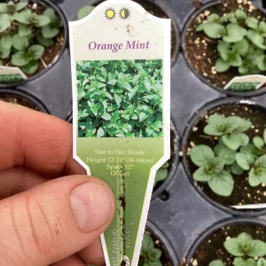 Orange Mint Live Plant - 4.5 inch Pot - Aromatic Culinary Herb - Image 5