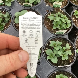 Orange Mint Live Plant - 4.5 inch Pot - Aromatic Culinary Herb - Image 6