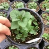 Orange Mint Live Plant - 4.5 inch Pot - Aromatic Culinary Herb - Image 1