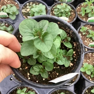 Orange Mint Live Plant - 4.5 inch Pot - Aromatic Culinary Herb - Image 1