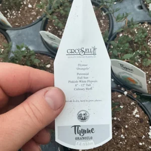 Orangelo Thyme Live Plant – Aromatic Herb – 4.5