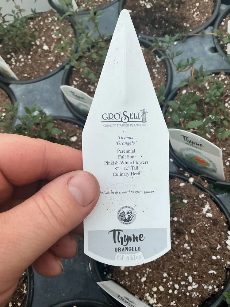 Orangelo Thyme Live Plant – Aromatic Herb – 4.5" Pot – Culinary Garden - Image 10