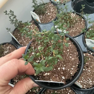 Orangelo Thyme Live Plant – Aromatic Herb – 4.5