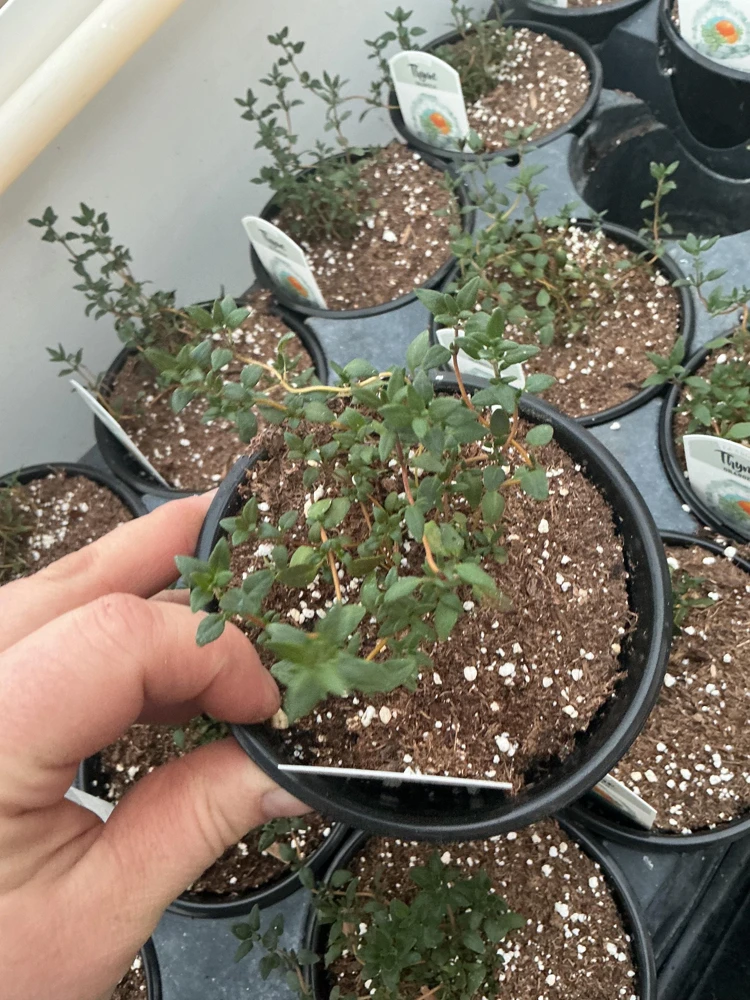 Orangelo Thyme Live Plant – Aromatic Herb – 4.5" Pot – Culinary Garden - Image 2