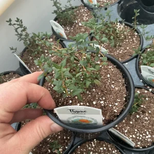 Orangelo Thyme Live Plant – Aromatic Herb – 4.5