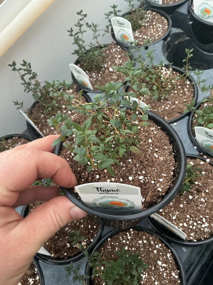 Orangelo Thyme Live Plant – Aromatic Herb – 4.5" Pot – Culinary Garden - Image 3