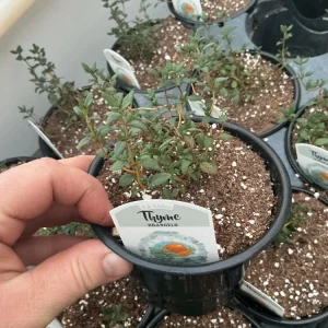 Orangelo Thyme Live Plant – Aromatic Herb – 4.5