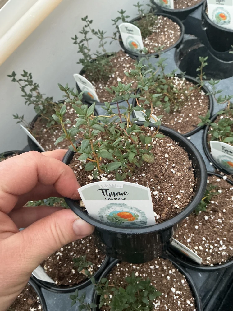 Orangelo Thyme Live Plant – Aromatic Herb – 4.5" Pot – Culinary Garden - Image 4