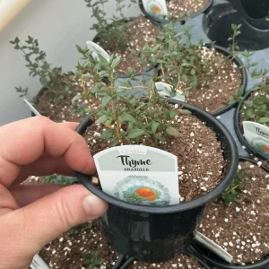Orangelo Thyme Live Plant – Aromatic Herb – 4.5