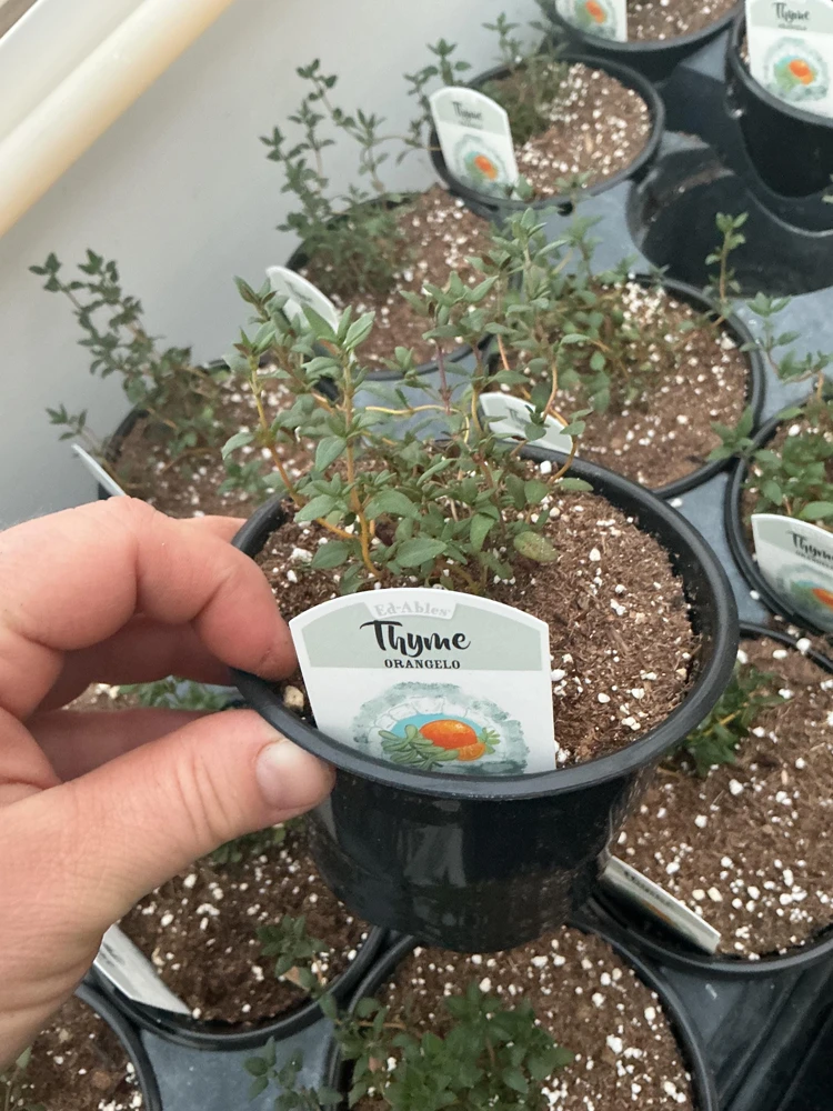 Orangelo Thyme Live Plant – Aromatic Herb – 4.5" Pot – Culinary Garden - Image 5