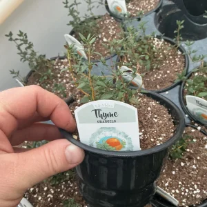 Orangelo Thyme Live Plant – Aromatic Herb – 4.5