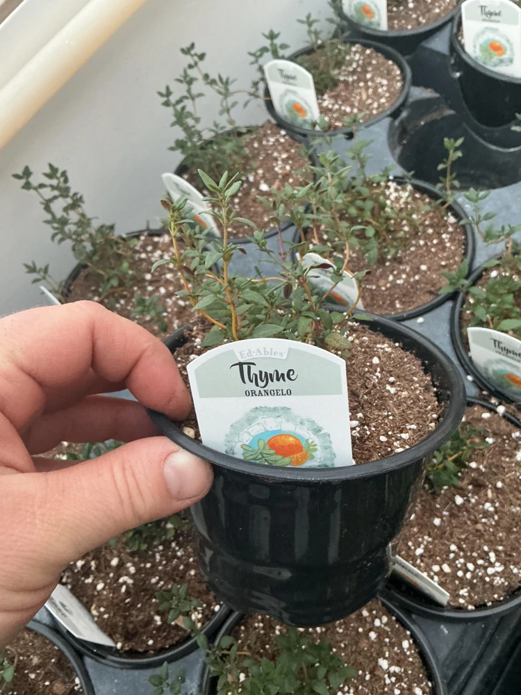 Orangelo Thyme Live Plant – Aromatic Herb – 4.5" Pot – Culinary Garden - Image 6