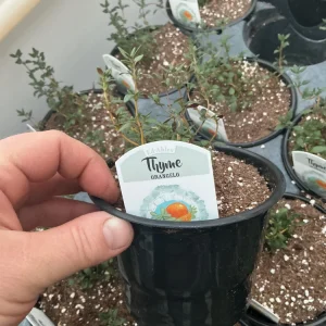 Orangelo Thyme Live Plant – Aromatic Herb – 4.5