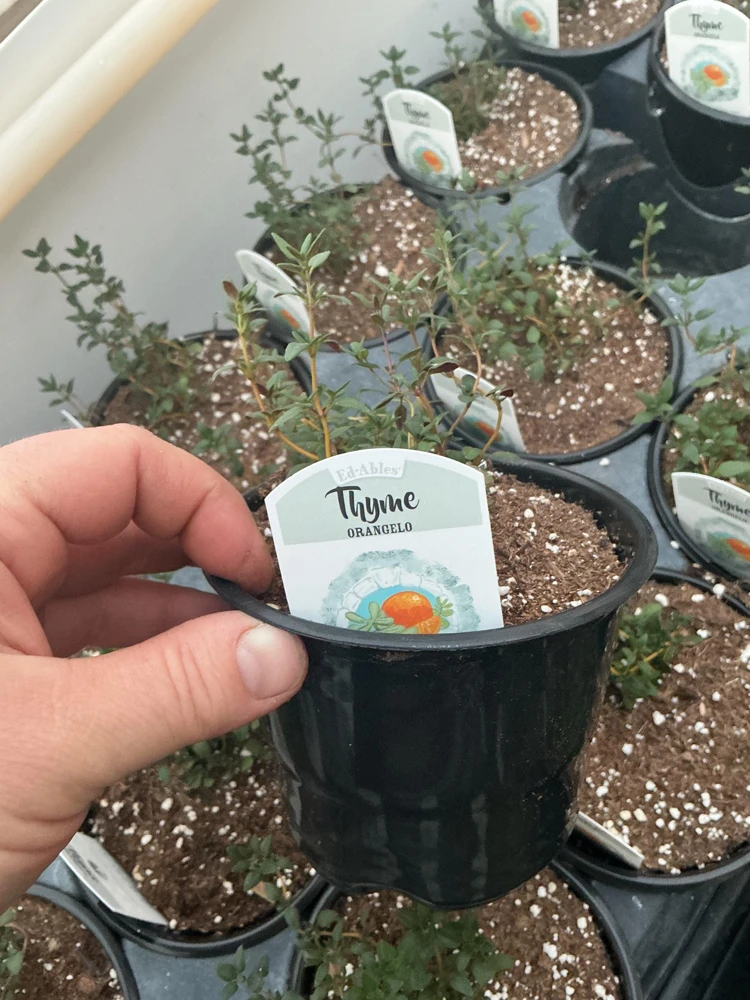 Orangelo Thyme Live Plant – Aromatic Herb – 4.5" Pot – Culinary Garden - Image 7