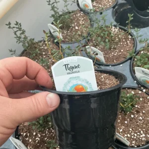 Orangelo Thyme Live Plant – Aromatic Herb – 4.5