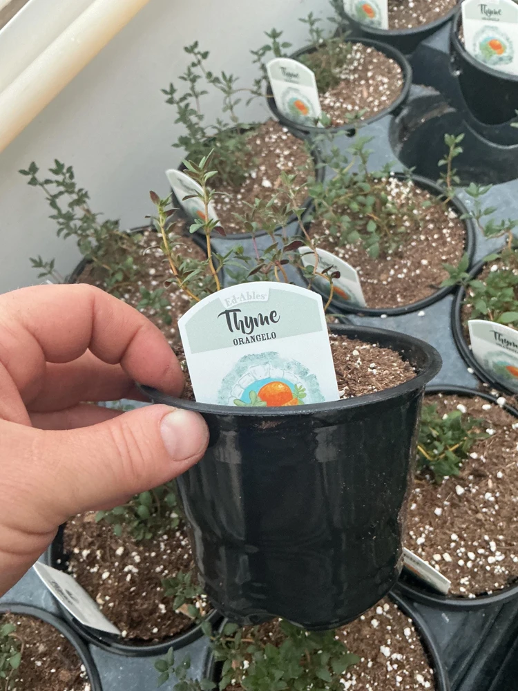 Orangelo Thyme Live Plant – Aromatic Herb – 4.5" Pot – Culinary Garden - Image 8