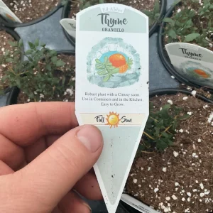 Orangelo Thyme Live Plant – Aromatic Herb – 4.5