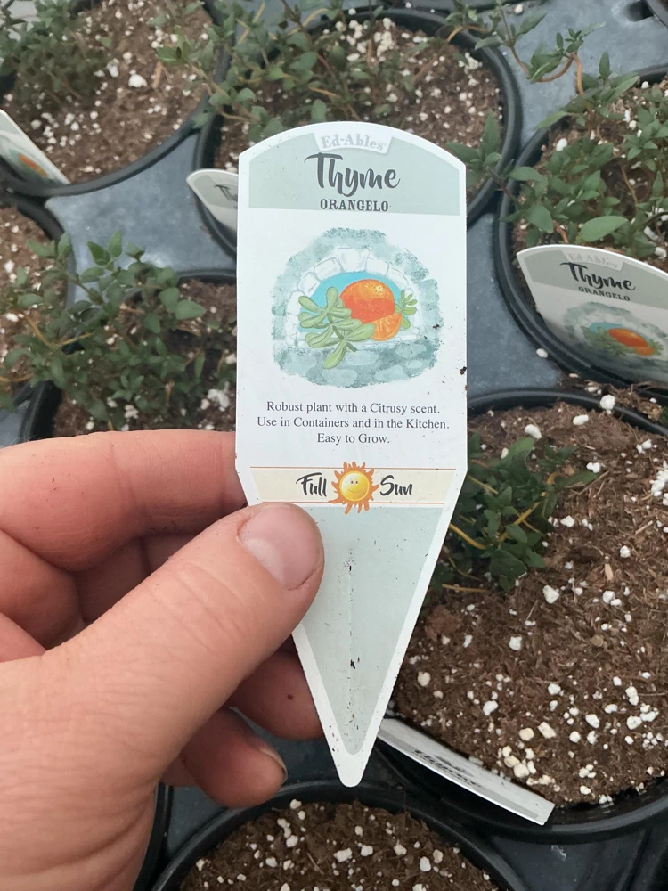 Orangelo Thyme Live Plant – Aromatic Herb – 4.5" Pot – Culinary Garden - Image 9