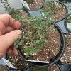Orangelo Thyme Live Plant – Aromatic Herb – 4.5" Pot – Culinary Garden - Image 1