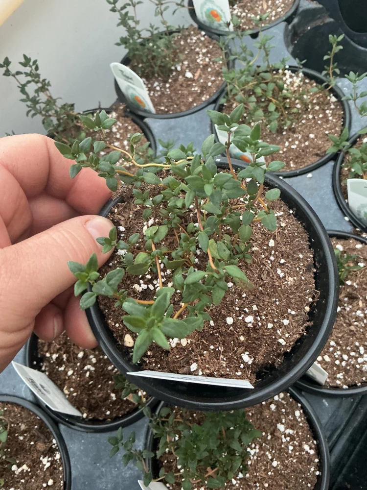 Orangelo Thyme Live Plant – Aromatic Herb – 4.5" Pot – Culinary Garden - Image 1