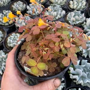 Oxalis Sunset Velvet Live Plant – 4.5