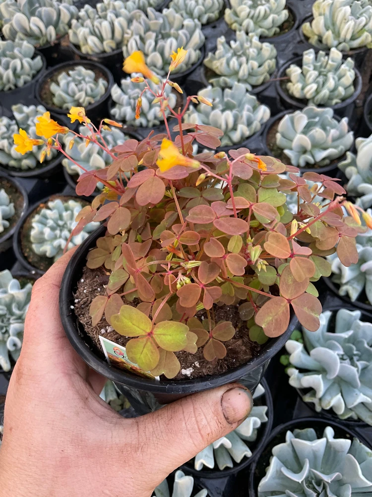 Oxalis Sunset Velvet Live Plant – 4.5" Pot – Indoor Shamrock Plant - Image 2