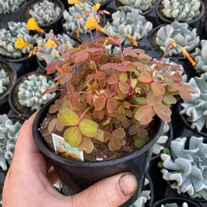 Oxalis Sunset Velvet Live Plant – 4.5