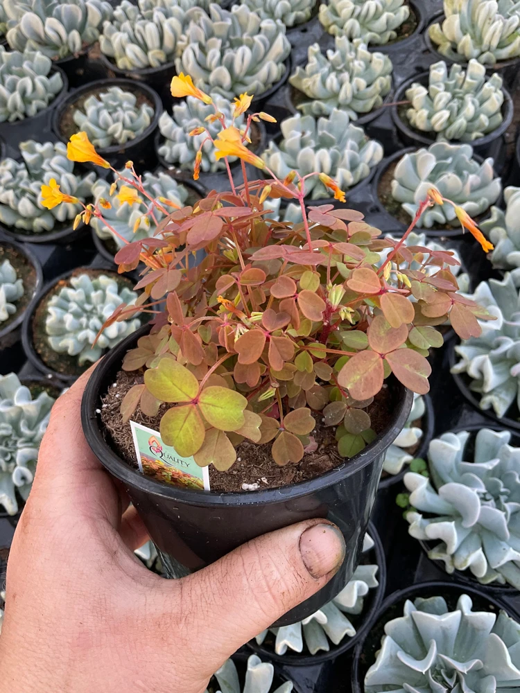 Oxalis Sunset Velvet Live Plant – 4.5" Pot – Indoor Shamrock Plant - Image 3