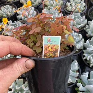 Oxalis Sunset Velvet Live Plant – 4.5