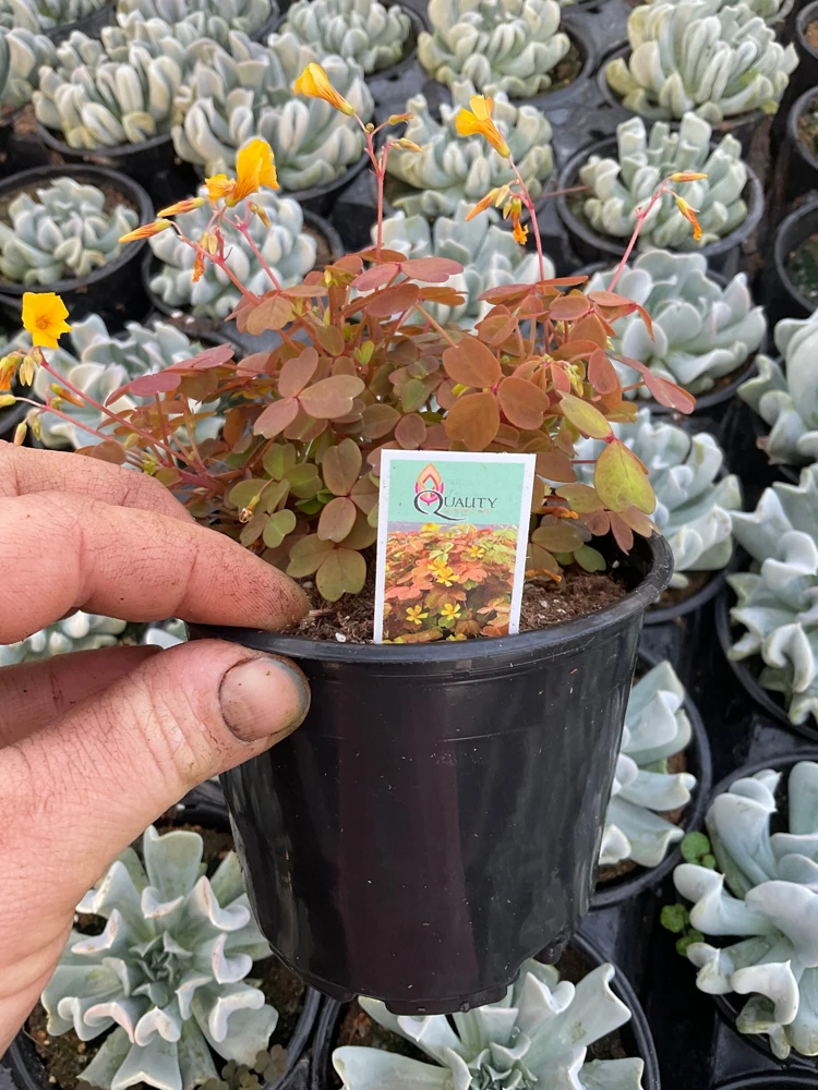 Oxalis Sunset Velvet Live Plant – 4.5" Pot – Indoor Shamrock Plant - Image 4