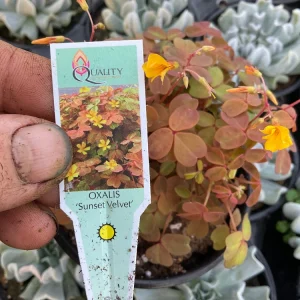 Oxalis Sunset Velvet Live Plant – 4.5
