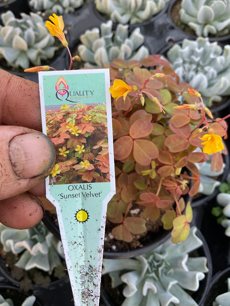 Oxalis Sunset Velvet Live Plant – 4.5" Pot – Indoor Shamrock Plant - Image 5