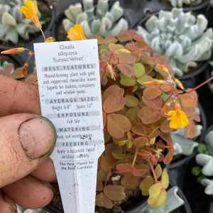 Oxalis Sunset Velvet Live Plant – 4.5