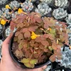 Oxalis Sunset Velvet Live Plant – 4.5" Pot – Indoor Shamrock Plant - Image 1
