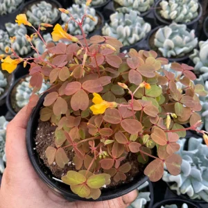Oxalis Sunset Velvet Live Plant – 4.5