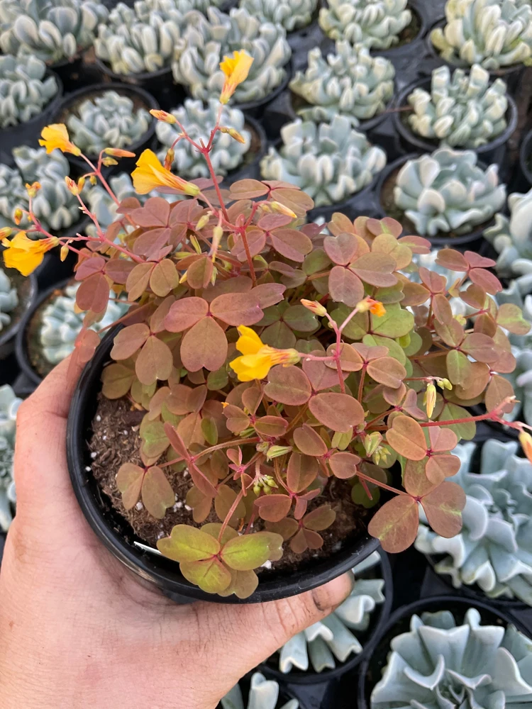 Oxalis Sunset Velvet Live Plant – 4.5" Pot – Indoor Shamrock Plant - Image 1