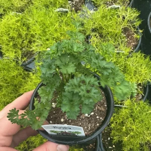 Pagoda Parsley Live Plant – 4.5 inch Pot – Fresh Herb for Culinary Use - Image 2