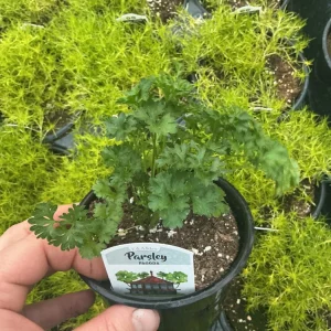 Pagoda Parsley Live Plant – 4.5 inch Pot – Fresh Herb for Culinary Use - Image 3