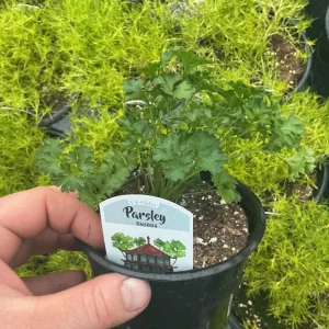 Pagoda Parsley Live Plant – 4.5 inch Pot – Fresh Herb for Culinary Use - Image 4