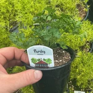 Pagoda Parsley Live Plant – 4.5 inch Pot – Fresh Herb for Culinary Use - Image 5
