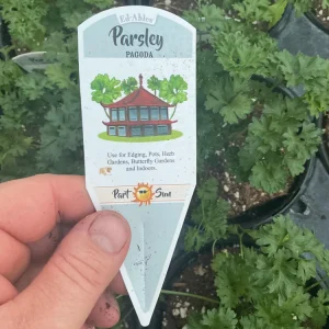 Pagoda Parsley Live Plant – 4.5 inch Pot – Fresh Herb for Culinary Use - Image 6