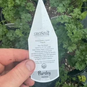 Pagoda Parsley Live Plant – 4.5 inch Pot – Fresh Herb for Culinary Use - Image 7
