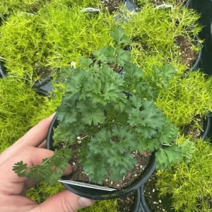 Pagoda Parsley Live Plant – 4.5 inch Pot – Fresh Herb for Culinary Use - Image 1
