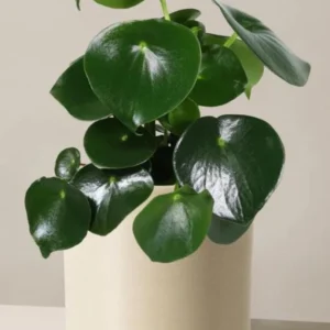 Peperomia Polybotrya Raindrop Live Plant - 4.5