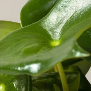 Peperomia Polybotrya Raindrop Live Plant - 4.5